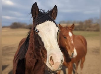 American Quarter Horse, Wallach, 4 Jahre, 149 cm, Brauner