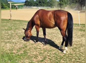 American Quarter Horse, Wallach, 4 Jahre, 149 cm, Brauner