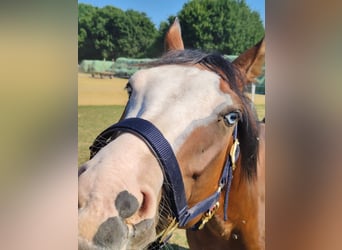 American Quarter Horse, Wallach, 4 Jahre, 149 cm, Brauner