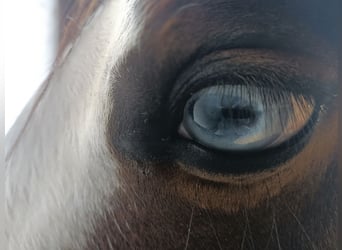American Quarter Horse, Wallach, 4 Jahre, 149 cm, Brauner