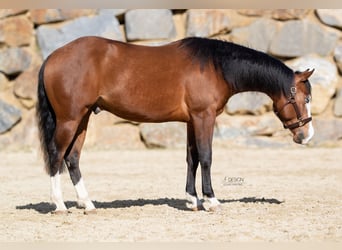 American Quarter Horse, Wallach, 4 Jahre, 150 cm, Brauner