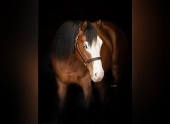 American Quarter Horse, Wallach, 4 Jahre, 150 cm, Brauner