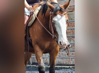 American Quarter Horse, Wallach, 4 Jahre, 150 cm, Brauner