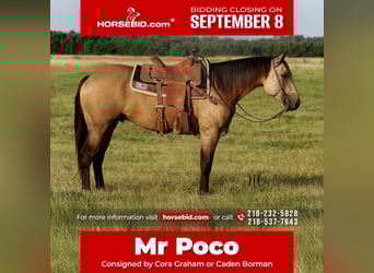 American Quarter Horse, Wallach, 4 Jahre, 150 cm, Buckskin