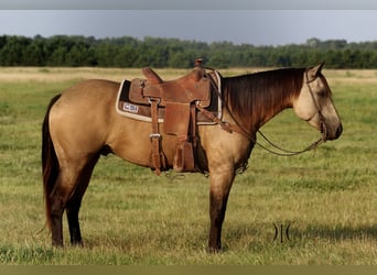 American Quarter Horse, Wallach, 4 Jahre, 150 cm, Buckskin