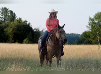 American Quarter Horse, Wallach, 4 Jahre, 150 cm, Buckskin