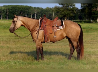 American Quarter Horse, Wallach, 4 Jahre, 150 cm, Buckskin