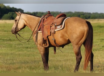 American Quarter Horse, Wallach, 4 Jahre, 150 cm, Buckskin