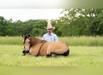 American Quarter Horse, Wallach, 4 Jahre, 150 cm, Buckskin