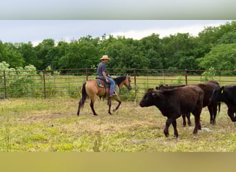 American Quarter Horse, Wallach, 4 Jahre, 150 cm, Buckskin