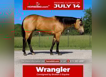 American Quarter Horse, Wallach, 4 Jahre, 150 cm, Buckskin