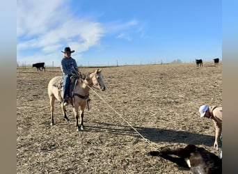 American Quarter Horse, Wallach, 4 Jahre, 150 cm, Buckskin