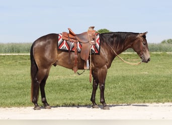 American Quarter Horse, Wallach, 4 Jahre, 150 cm, Buckskin