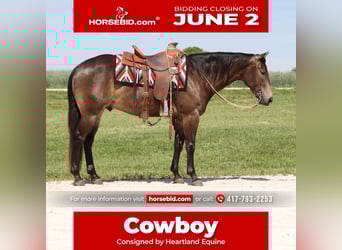 American Quarter Horse, Wallach, 4 Jahre, 150 cm, Buckskin