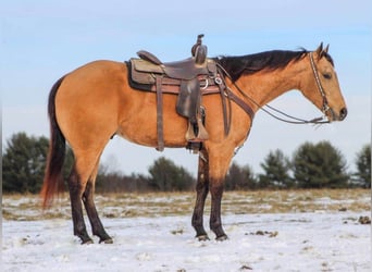 American Quarter Horse, Wallach, 4 Jahre, 150 cm, Buckskin