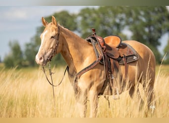 American Quarter Horse, Wallach, 4 Jahre, 150 cm, Champagne