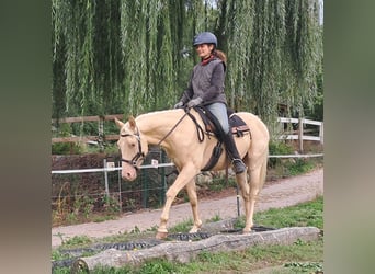 American Quarter Horse, Wallach, 4 Jahre, 150 cm, Champagne