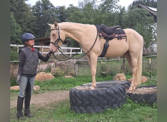 American Quarter Horse, Wallach, 4 Jahre, 150 cm, Champagne