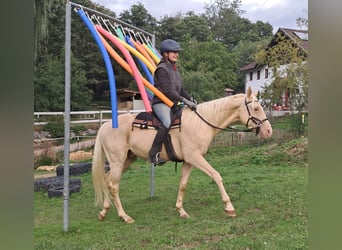 American Quarter Horse, Wallach, 4 Jahre, 150 cm, Champagne