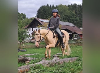 American Quarter Horse, Wallach, 4 Jahre, 150 cm, Champagne