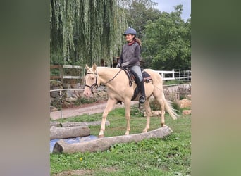 American Quarter Horse, Wallach, 4 Jahre, 150 cm, Champagne