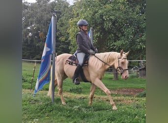 American Quarter Horse, Wallach, 4 Jahre, 150 cm, Champagne