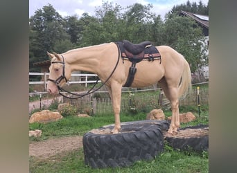 American Quarter Horse, Wallach, 4 Jahre, 150 cm, Champagne