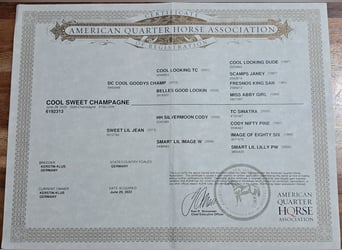 American Quarter Horse, Wallach, 4 Jahre, 150 cm, Champagne