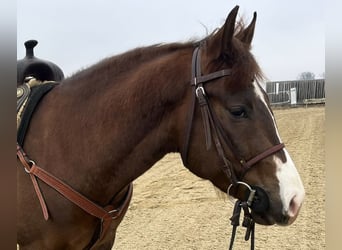 American Quarter Horse, Wallach, 4 Jahre, 150 cm, Dunkelfuchs