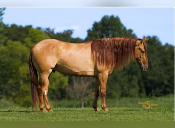 American Quarter Horse, Wallach, 4 Jahre, 150 cm, Falbe