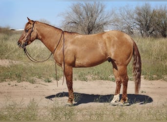 American Quarter Horse, Wallach, 4 Jahre, 150 cm, Falbe