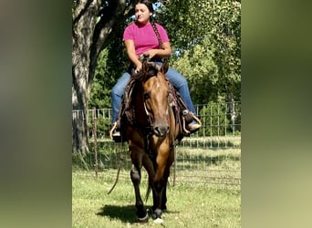 American Quarter Horse, Wallach, 4 Jahre, 150 cm, Falbe