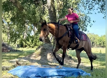 American Quarter Horse, Wallach, 4 Jahre, 150 cm, Falbe