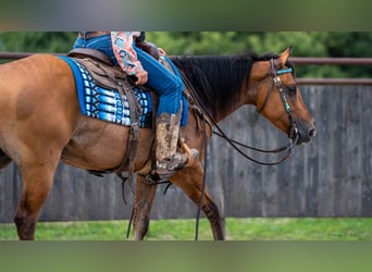 American Quarter Horse, Wallach, 4 Jahre, 150 cm, Falbe