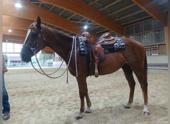 American Quarter Horse, Wallach, 4 Jahre, 150 cm, Fuchs