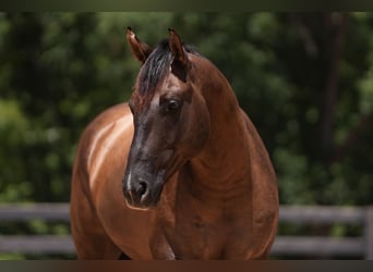 American Quarter Horse, Wallach, 4 Jahre, 150 cm, Grullo