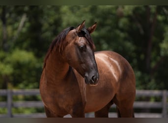 American Quarter Horse, Wallach, 4 Jahre, 150 cm, Grullo