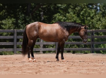 American Quarter Horse, Wallach, 4 Jahre, 150 cm, Grullo
