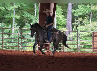 American Quarter Horse, Wallach, 4 Jahre, 150 cm, Grullo
