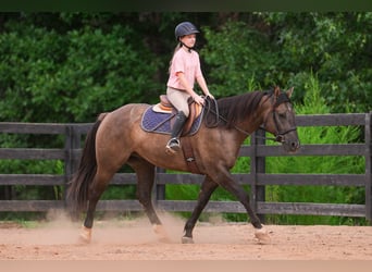 American Quarter Horse, Wallach, 4 Jahre, 150 cm, Grullo
