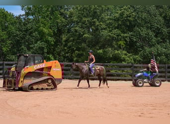 American Quarter Horse, Wallach, 4 Jahre, 150 cm, Grullo