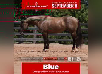 American Quarter Horse, Wallach, 4 Jahre, 150 cm, Grullo