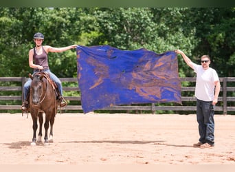 American Quarter Horse, Wallach, 4 Jahre, 150 cm, Grullo