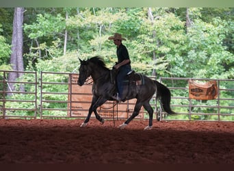 American Quarter Horse, Wallach, 4 Jahre, 150 cm, Grullo