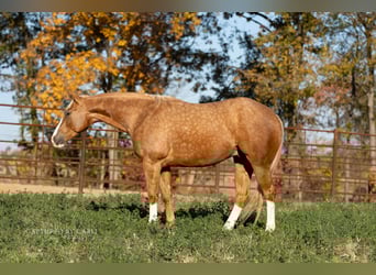 American Quarter Horse, Wallach, 4 Jahre, 150 cm, Palomino