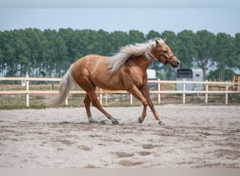 American Quarter Horse, Wallach, 4 Jahre, 150 cm, Palomino