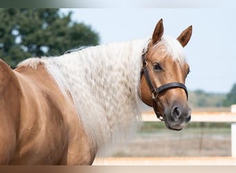 American Quarter Horse, Wallach, 4 Jahre, 150 cm, Palomino