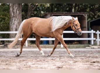 American Quarter Horse, Wallach, 4 Jahre, 150 cm, Palomino