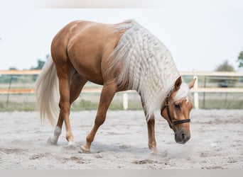 American Quarter Horse, Wallach, 4 Jahre, 150 cm, Palomino