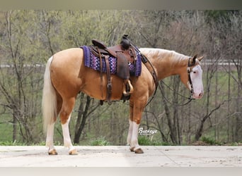 American Quarter Horse, Wallach, 4 Jahre, 150 cm, Palomino